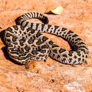 zion rattlesnake (50).jpg